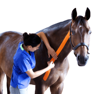 Cinta de Kinesiología para Caballos - Product Image 1