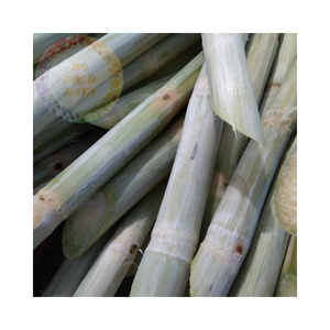 ก้านอ้อยสดแช่แข็ง-เหมาะสำหรับเครื่องดื่มเพื่อสุขภาพ - Product Image 1