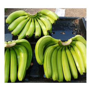 Plátano verde Cavendish fresco estándar de exportación Popular de alta calidad de 99 Gold Data Vietnam - Product Image 2