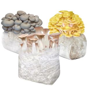 Sacs de culture de champignons à livraison rapide autoclavables avec filtre micron haute durabilité qualité supérieure en stock - Product Image 3