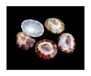 Conchas de Lapa marrón, lapas pulidas grandes, suministros de concha de mar de joyería, conchas marinas al por mayor a granel - Product Image 3