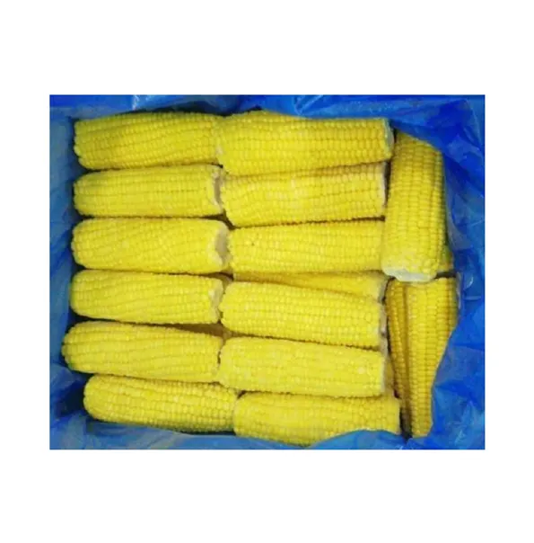 Highly Nutritious Excellent Quality Hot Selling Agriculture Grade Natural Yellow Fresh Sweet Corn from Egypt