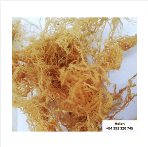 Khô eucheuma cottonii seamoss bán buôn với số lượng lớn Số lượng nhà máy trực tiếp giá rong biển sử dụng tốt nhất để làm gel <span class=keywords><strong>goof</strong></span> giá - Product Image 5