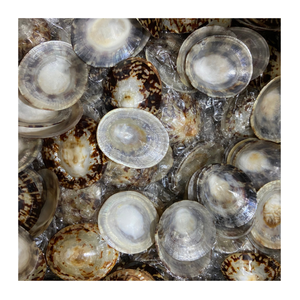 Conchas de Lapa pulidas de primera calidad, artículo decorativo marino para el hogar o joyería, artesanía DIY, fuente al por mayor - Product Image 1