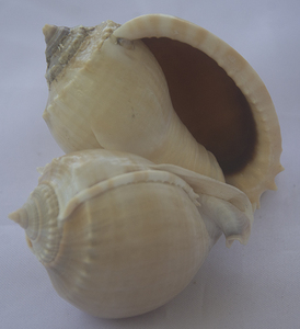Phalium bandatum เปลือกหอยธรรมชาติขัดจากครอบครัว cassidae รูปแบบสัตว์ขนาดเล็กสำหรับเครื่องประดับ - Product Image 1