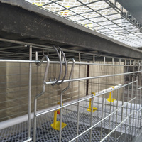 Ferme d'élevage de poulets automatique au design moderne à 3-4 niveaux Cage de batterie pour poussins d'un jour à prix abordable