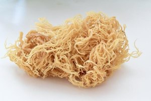 High Quality Eucheuma Cottonii Irish Sea <b>Moss</b> from Vietnam with OEM Packaging Available - Product Image 6