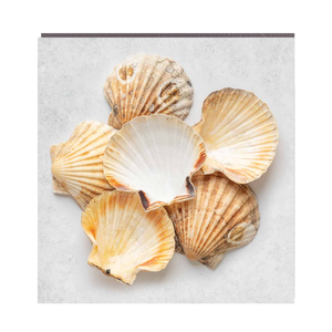 Belle forme coquilles Saint-Jacques du Vietnam meilleur choix pour la décoration de mariage d'aquarium et les acheteurs en gros - Product Image 6