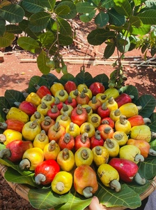 Miễn Phí Mẫu W450 Hạt Điều Việt Nam Trắng Hạt Điều Hạt Điều Xuất Xứ Vinh Phuoc Tiêu Chuẩn Đã Sẵn Sàng Để Tàu Dịch Vụ OEM/ODM - Product Image 4