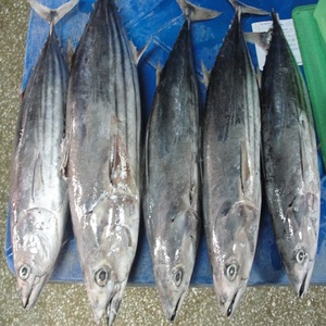 Produits de la mer de qualité supérieure: le plus grand fournisseur de thon listao en Suède - Product Image 3