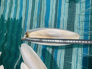 Cuttlebone seca para alimentación animal, alta calidad, origen vietnamita - Product Image 6