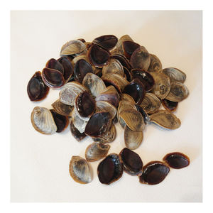 Operculos de conchas marinas ecológicos y naturales para joyería hecha a mano - Product Image 1