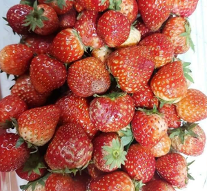 Nhà Máy Tốt Nhất Giá Hữu Cơ Iqf Dâu Tây-Dâu Tây Tươi Đóng Băng Khô Số Lượng Lớn Bán Dâu Tây Hoang Dã Chất Lượng Cao Trái Cây Tuyệt vời - Product Image 6