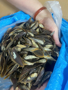 Operculum de Murex en Venta, Piezas Secas Limpias Utilizadas para Proyectos de Manualidades, Fabricación de Joyas, Arte en Resina y Diseños Decorativos, Vietnam - Product Image 5