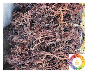 Eucheuma cottonii มอสทะเลแห้งแบบวีแกนสีม่วงสีน้ำตาลเหลืองเหลืองมอสจากเวียดนาม - Product Image 6