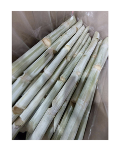Processed <b>Frozen</b> Sugarcane Sticks for Beverage and Juice Operations - Product Image 1