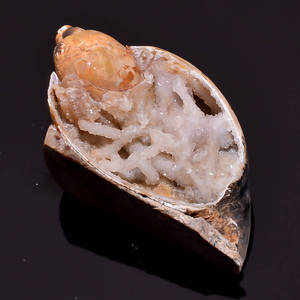 Sea <span class=keywords><strong>Shell</strong></span> druzy อัญมณีหลวมทำด้วยมือเปลือกหอยทะเลเรียบเนียนคริสตัลฟอสซิลดรูซี่อัญมณีหลวมสำหรับเครื่องประดับขายส่งราคา - Product Image 3