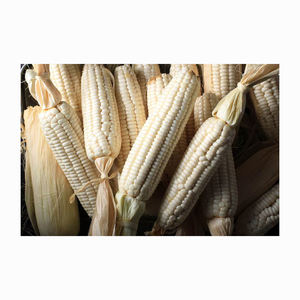 Maïs blanc séché biologique et maïs jaune sans OGM pour l'alimentation animale et la consommation humaine Style maïs frais et sucré - Product Image 6