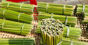 Pailles en herbe vietnamienne de qualité export, substitut écologique du plastique, emballage en vrac, durée de conservation de 24 mois, marque VIET DELTA - Product Image 4