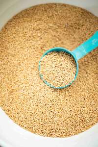 Trigo Duro Premium para Moler |   Granos de Trigo de Alta Calidad para el Procesamiento de Alimentos |   Suministro al por Mayor a Precio Competitivo - Product Image 2