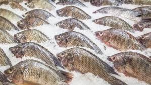 Pescado Tilapia Congelado Directamente de la Granja, Producto Agrícola de Alta Calidad en Venta - Product Image 6