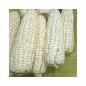 Granos de maíz blanco secados al aire sin OGM de la mejor calidad disponibles a precio de fábrica - Product Image 2