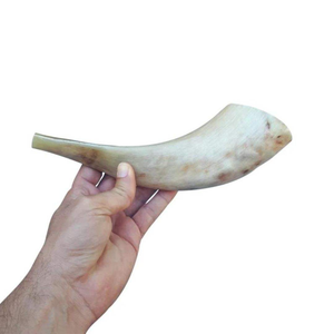 Shofar Kudu Ram Cuerno Pulido Shofar - Product Image 3