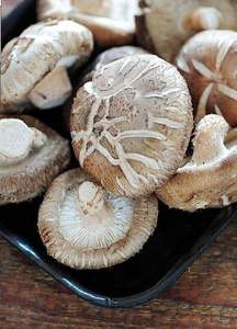 SETA FRESCA CREAR SETA SEDA O SETA CONSERVA - Product Image 3