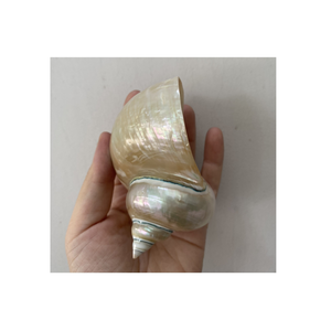 Concha de concha verde y blanca para proyectos de exhibición y escultura de concha por el proveedor de Vietnam 99 Gold Data - Product Image 3