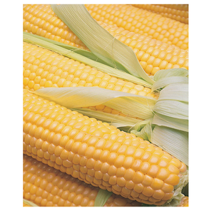 Maíz de maíz amarillo 100% Maíz de calidad natural para consumo humano y harina de animales de aves de corral - Product Image 5