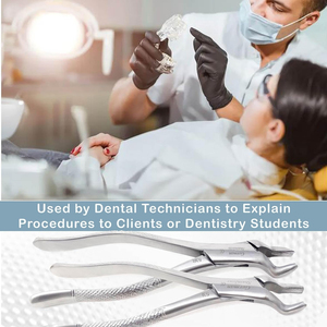 Fórceps de cuerno de vaca de alta calidad razonables para fórceps de extracción Dental Molar inferior Instrumentos dentales quirúrgicos, instrumentos - Product Image 6