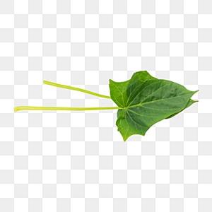 ใบมันเทศแช่แข็งจำนวนมาก | พืชใหม่เวียดนามสำหรับอาหารเอเชีย - Product Image 4