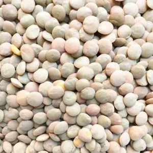 Lentilles vertes de qualité supérieure en gros, récolte fraîche, stock disponible pour les partenaires commerciaux internationaux, vente directe - Product Image 1