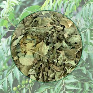 Warm Southern Aroma <b>Dried</b> <b>Curry</b> <b>Leaves</b> For Authentic Global Cuisine - Product Image 4