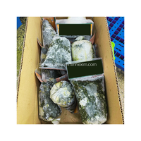 Melon amer congelé/Feuilles de courge amère Emballage en vrac de haute qualité 0.5kg du Vietnam-KIM MINH INTERNATIONAL
