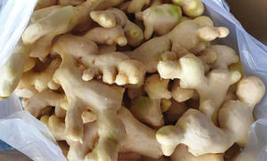 JENGIBRE CONGELAR SECO/IMPULSO DE INMUNIDAD/ETIQUETA LIMPIA/RICO EN ANTIOXIDANTES - Product Image 6