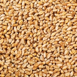 Grains de blé 100% purs, graines de blé commun pour la transformation alimentaire et l'alimentation animale, à vendre - Product Image 6