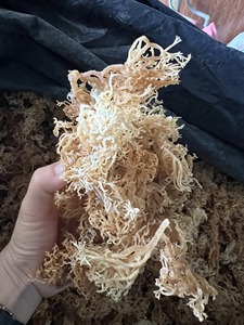 Mousse de mer sans sel séché brun jaune violet algues Eucheuma Cottonni Vietnam mousse irlandaise Wildcrafted séché au soleil + 84 767 550 132 - Product Image 4