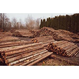 Softwood <b>Timber</b> Affordable Bulk Lumber for Construction, Pallets, and Industrial Use - Product Image 1