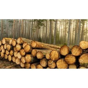 Bois de sciage séché au four à humidité contrôlée pour les planchers, les meubles et l'artisanat - Product Image 4