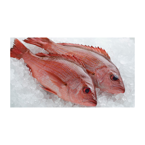 Entrega rápida de pescado snapper rojo congelado para compradores directos de fábrica y canales comerciales - Product Image 2
