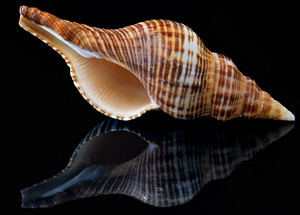 Coquille d'escargot et coquille de trompette, matériau naturel durable pour la décoration côtière et les projets de style créatif - Product Image 6