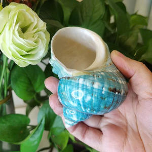 Turbo Seashell <b>Centerpiece</b> For <b>Wedding</b> And Event Decoration Creative Coastal Inspired Natural Shells Wholesale Export Supply - Product Image 5