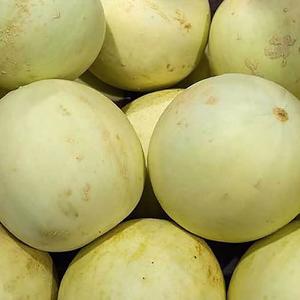 High Quality <b>Fresh</b> Honeydew <b>Melons</b> - Class I Export Grade - Sweet Green Flesh - High Brix 12%+ Honey <b>Melons</b> Wholesale - Product Image 2