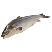 Saumon royal DE - Poisson en vrac à prix avantageux avec une durée de conservation de 12 mois - Fabricant OEM