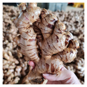 Gingembre frais du Vietnam avec saveur piquante Grande taille et prix compétitif pour les commandes en gros - Product Image 1