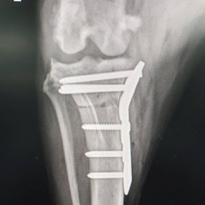 Gran oferta Goraya alemán 5,0 mmtplo placa de acero inoxidable instrumento ortopédico veterinario implante de articulación quirúrgica para veterinaria - Product Image 3