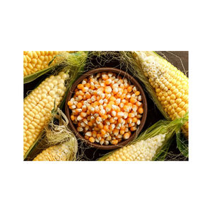 GRANO DE MAÍZ AMARILLO (HARINA DE MAÍZ) para ALIMENTACIÓN ANIMAL - Product Image 1