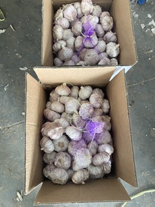 Ajo Fresco Vietnamita, Ail Frais Natural Premium, Bulbos Enteros de Ajo Blanco para Compradores Mayoristas - Product Image 4