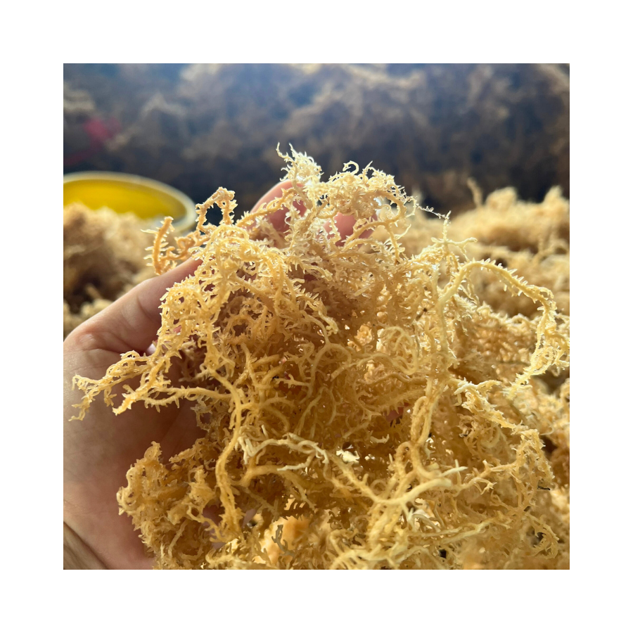 Bulk Supplier of Eucheuma Cottonii Dried Seaweed for Gummy Gel Innovation and Clean Beauty Industry Supply